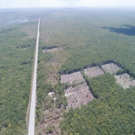 Biólogos alzan la voz en contra del Tren Maya