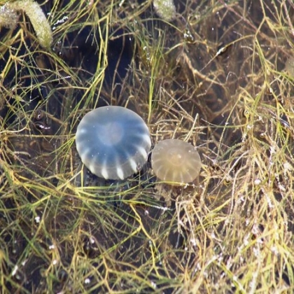 Medusas invaden la ciénega de Progreso y áreas de Chelem