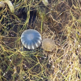 Medusas invaden la ciénega de Progreso y áreas de Chelem
