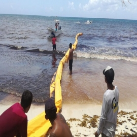 Playa del Carmen: Cinco empresas se interesan en recoger el sargazo