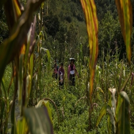El Senado pide a Semarnat, Sader y Cofepris información sobre riesgos del glisofato en el campo