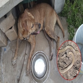 Perrito defiende a su ama de 11 años de edad de una serpiente