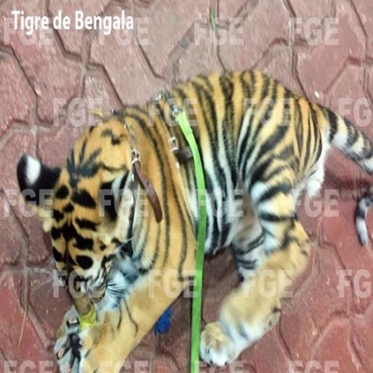 Aseguran animales exóticos y detienen a ocho personas