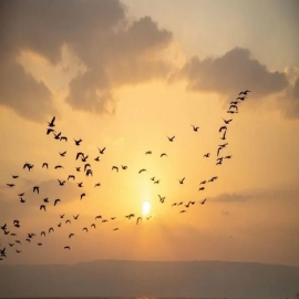 Peregrinos participarán en “atardeceres” con meditación de la Biblia desde Tierra Santa