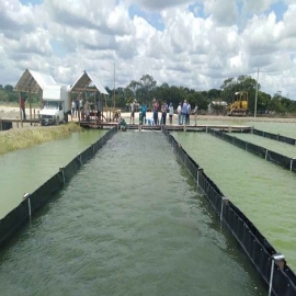 Chetumal: Altos costos y falta de apoyos ahogan a la acuacultura