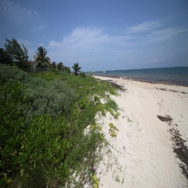 Adiós cocoteros; inicia rescate de dunas en playas de Puerto Morelos