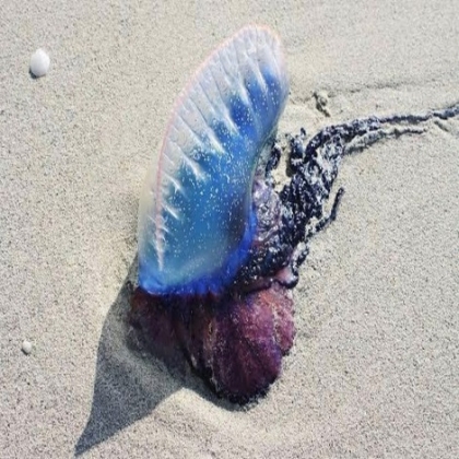 Yucatán: Presencia de medusas en Progreso, bioindicador de contaminación