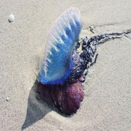 Yucatán: Presencia de medusas en Progreso, bioindicador de contaminación