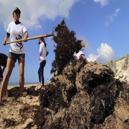 Sargazo da respiro a la isla de Cozumel