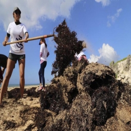 Sargazo da respiro a la isla de Cozumel