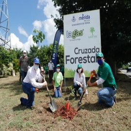 Concluye la Cruzada Forestal 2020: Mérida ya cuenta con 20,000 árboles más en distintas zonas