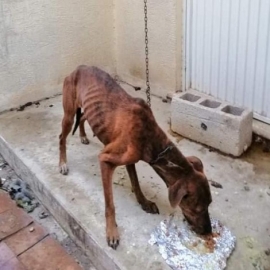El interés y colaboración ciudadana con las autoridades pone fin al maltrato de una perrita en Jardines de Caucel