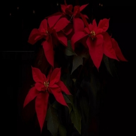 Así fue el gran viaje de la flor mexicana de Nochebuena alrededor del mundo