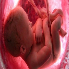 Agencias Federales pagan por partes de bebés abortados