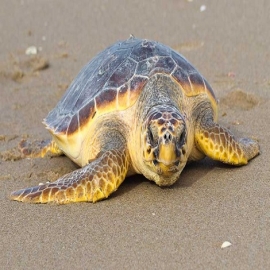 Rescatan una tortuga caguama herida en Chelem