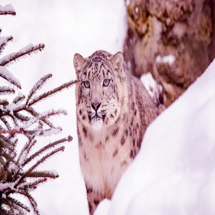 FOTO: Captan una 'pantera rosa' paseando por un parque nacional de Siberia