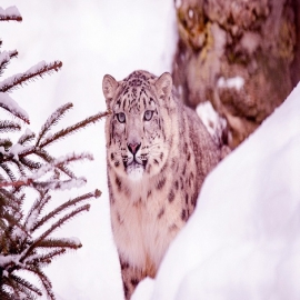 FOTO: Captan una 'pantera rosa' paseando por un parque nacional de Siberia
