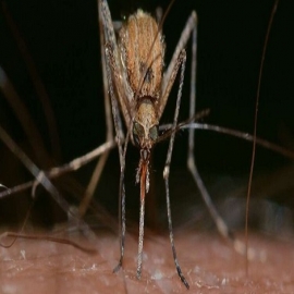 Se liberarán 750 mosquitos transgénicos en los Cayos de Florida a pesar de las preocupaciones de científicos y residentes