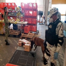 Mérida: Cigarros, semillas y hasta galletas de marihuana son incautadas en empresa de paquetería