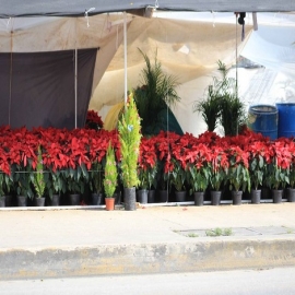 Cae número de permisos para venta de productos navideños en calles de Cancún