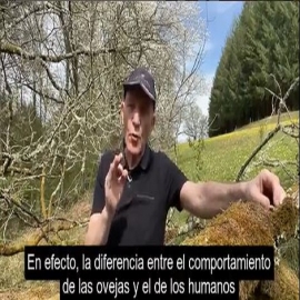 El mejor vídeo que hemos visto nunca: Un pastor de ovejas explica cómo él hace lo mismo con sus ovejas que los políticos a todos nosotros con el virus