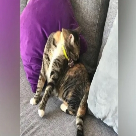 Cancún: Cuida a tu mascota esta temporada de pulgas y garrapatas