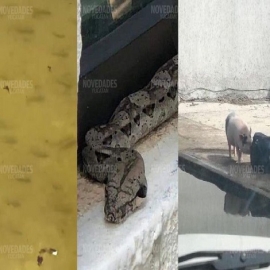 Ahora reportan peces en los 'lagos' que dejó Delta en Las Américas