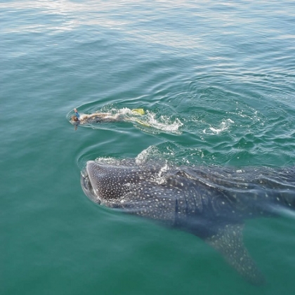 Isla Holbox