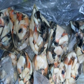 Venta ilegal de caracol aumenta en Quintana Roo: Profepa