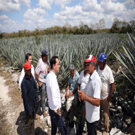 Henequeneros resaltan el impulso del Gobierno de Yucatán