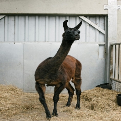 Científicos belgas y estadounidenses miran a la llama en busca de tratamiento con COVID-19