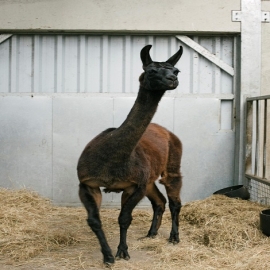 Científicos belgas y estadounidenses miran a la llama en busca de tratamiento con COVID-19