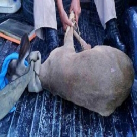 Denuncian caza ilegal de venado al sur de Mérida; han matado a 60 en un mes