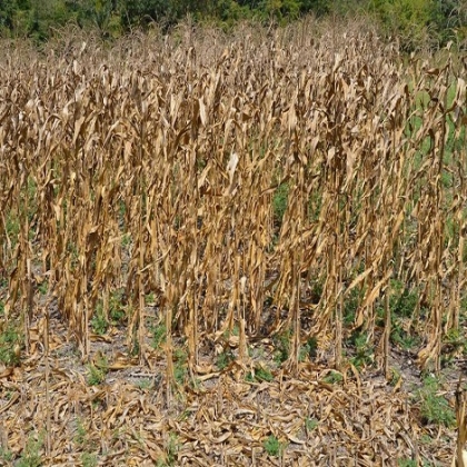 Chetumal: Sequía “quema” economía del campo de Quintana Roo