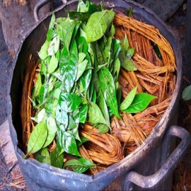 La Ayahuasca estimula el crecimiento de nuevas neuronas, según un nuevo estudio