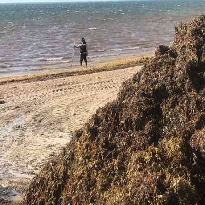 Prevén llegada intensa de sargazo a las playas de QR