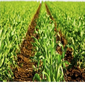 Agricultor estadounidense hace sonar la alarma: los niveles de aluminio en el suelo aumentaron 10 veces este año, solo crecerán cultivos transgénicos