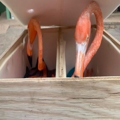 Yucatán: Descubren flamencos en cajas de paquetería en Aeropuerto de Mérida