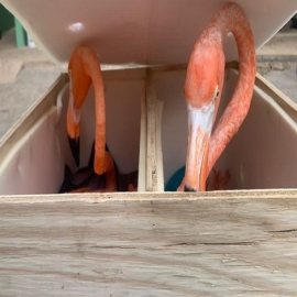 Yucatán: Descubren flamencos en cajas de paquetería en Aeropuerto de Mérida