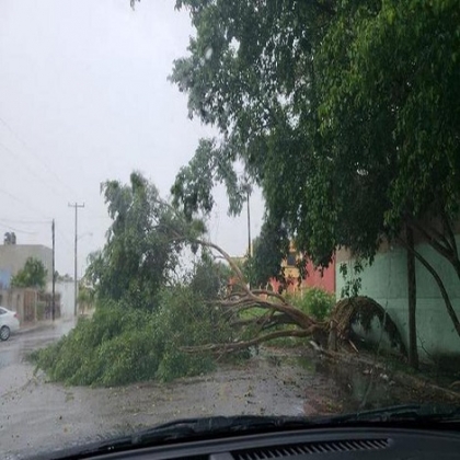 Frente frío deja más de 20 árboles derribados
