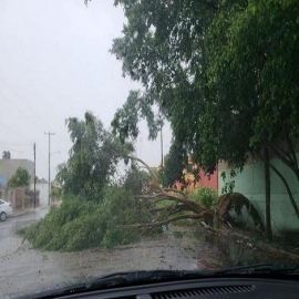 Frente frío deja más de 20 árboles derribados