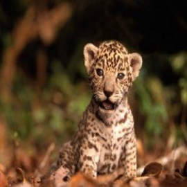 Con la construcción del Tren Maya, se puso en marcha el rescate de distintas especies de animales; es una prioridad de la 4T