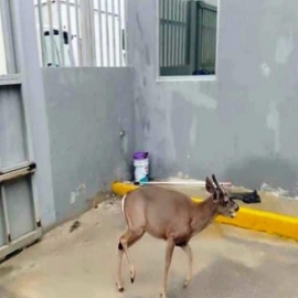 Alcalde de Umán denuncia ante Profepa muerte de venado en empresa particular