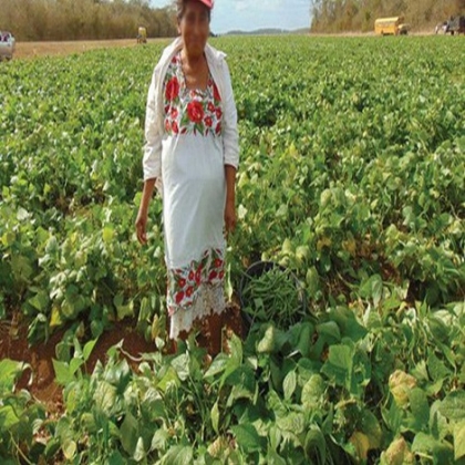 “Coquetean” yucatecos con nuevos mercados para poder exportar sus productos