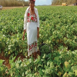 “Coquetean” yucatecos con nuevos mercados para poder exportar sus productos