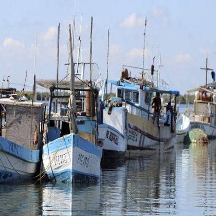 Pescadores de Yucatán denuncian la captura ilegal de pulpo