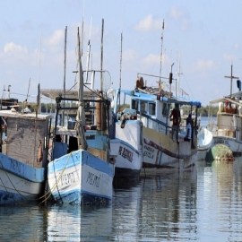 Pescadores de Yucatán denuncian la captura ilegal de pulpo