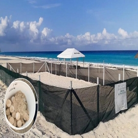 Registra Cancún cifras históricas en protección de tortugas marinas