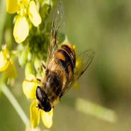 Hoy es el Día Mundial de las Abejas; llaman a su conservación en Yucatán