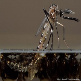 Empresa respaldada por Bill Gates libera miles de mosquitos modificados genéticamente